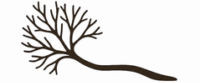 Branch Consulting